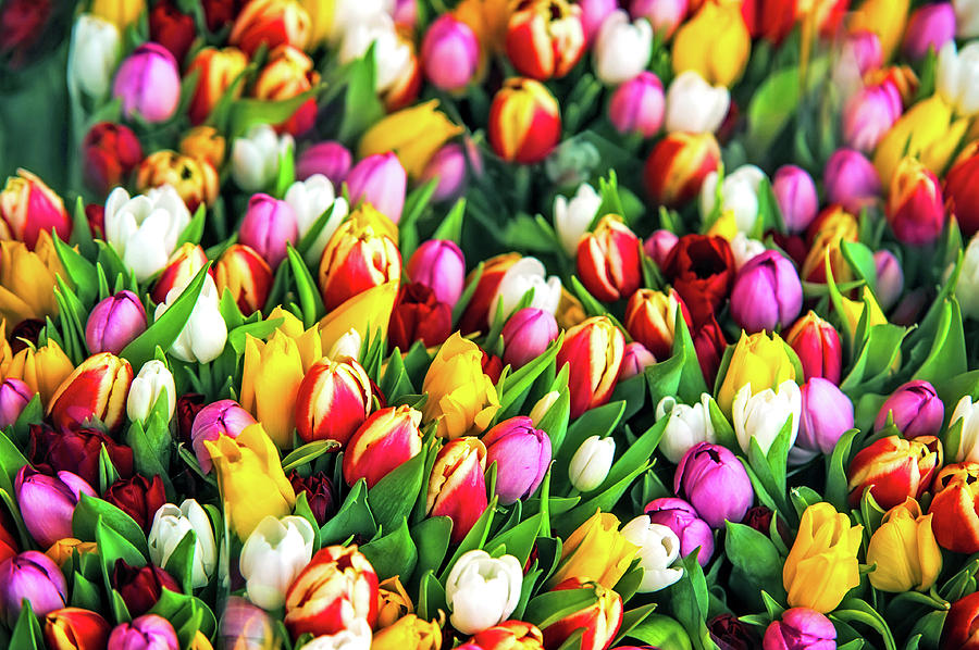 Motley Bunch of Dutch Tulips Photograph by Jenny Rainbow