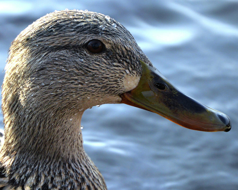 Duck Photograph - Mottled Duck Big Spring Park Crop by Lesa Fine