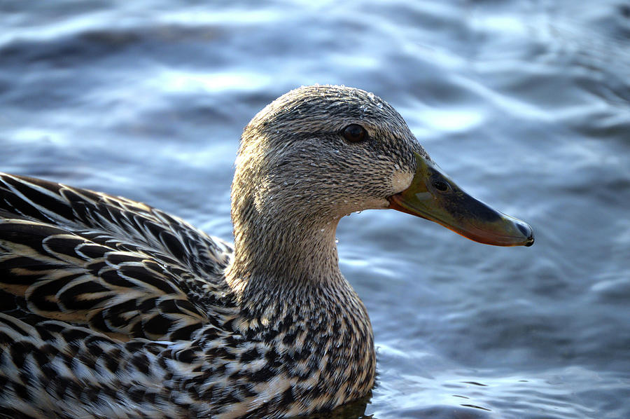 Duck Photograph - Mottled Duck Big Spring Park by Lesa Fine
