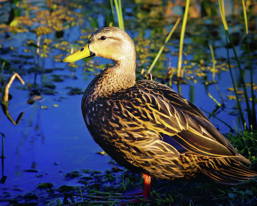 Mottled Duck Photograph by Mark Andrew Thomas