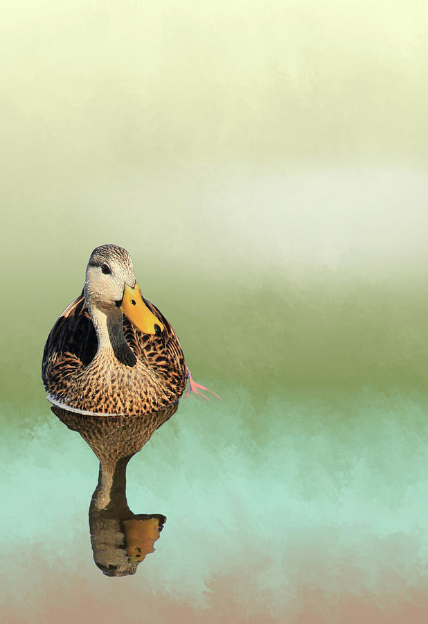 Mottled Duck Reflection Mixed Media by Rosalie Scanlon