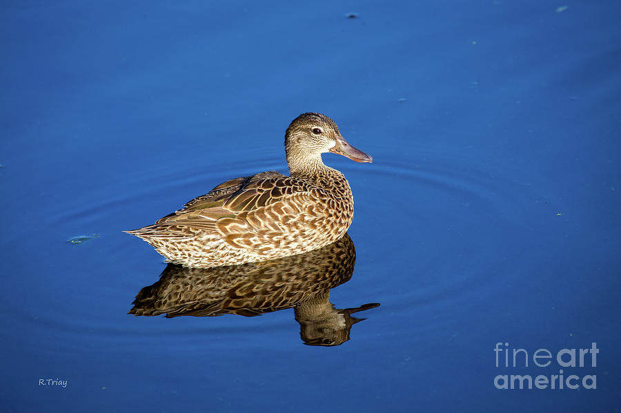 A very Young Mottled Duck Photograph by Rene Triay FineArt Photos