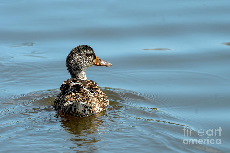 Mottled duck swimming Photograph by Sam Rino