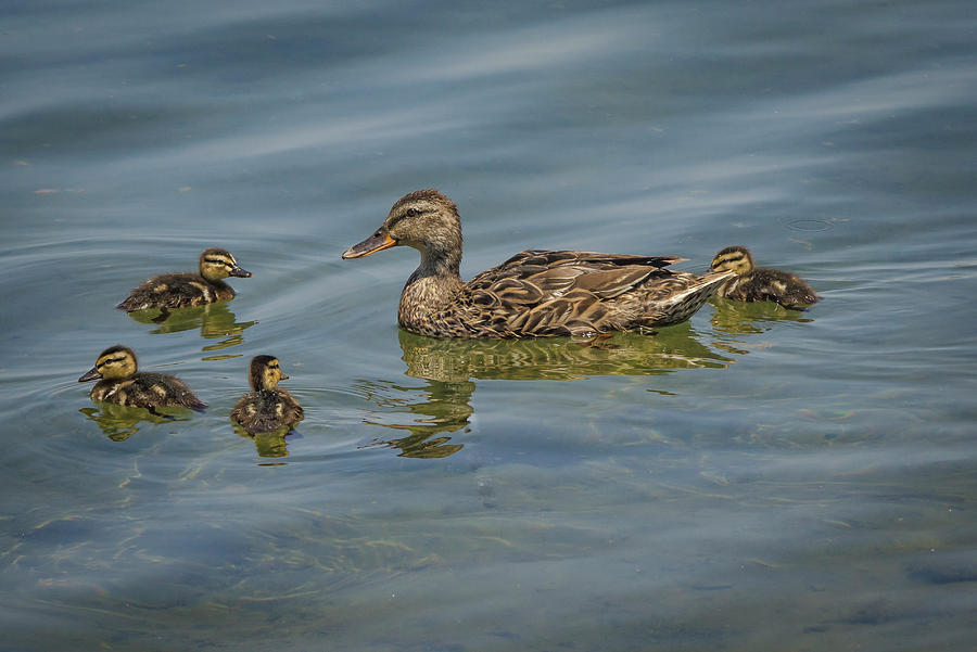 Mottled Duck with Ducklings Photograph by Rick Mosher