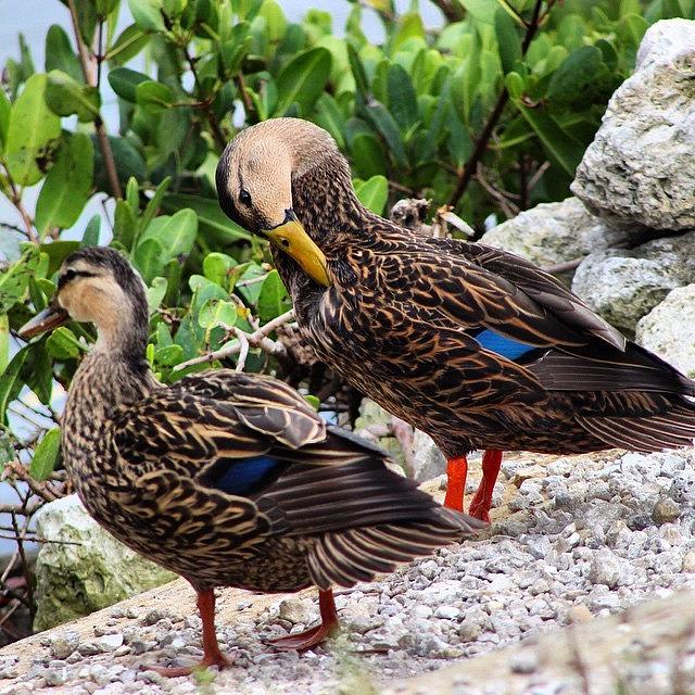 Mottled Ducks (florida Mallard) Photograph by Cheri Dennen