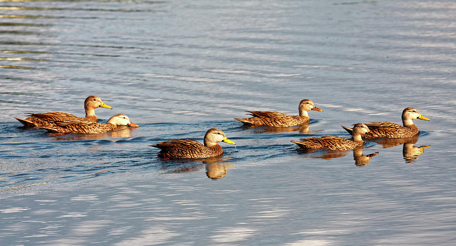 Mottled Ducks Swimming Photograph by Sally Weigand