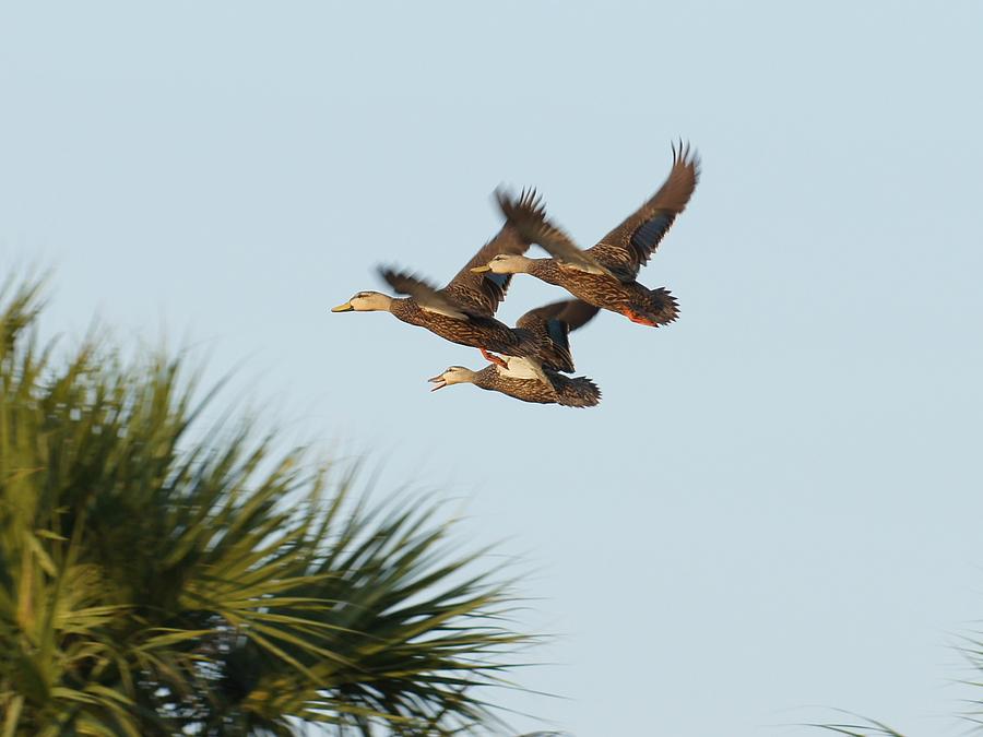 Mottled Ducks Take Flight Photograph by Lynda Dawson-Youngclaus