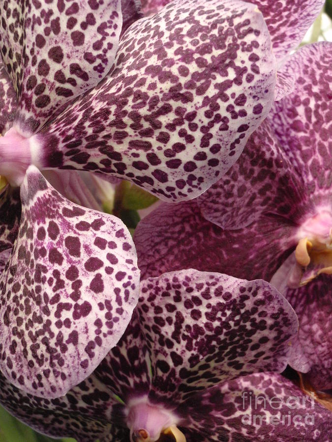 Orchid Photograph - Mottled Mauve by Anne Ditmars