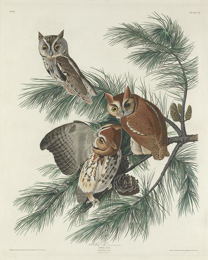 John James Audubon Drawing - Mottled Owl by Dreyer Wildlife Print Collections 
