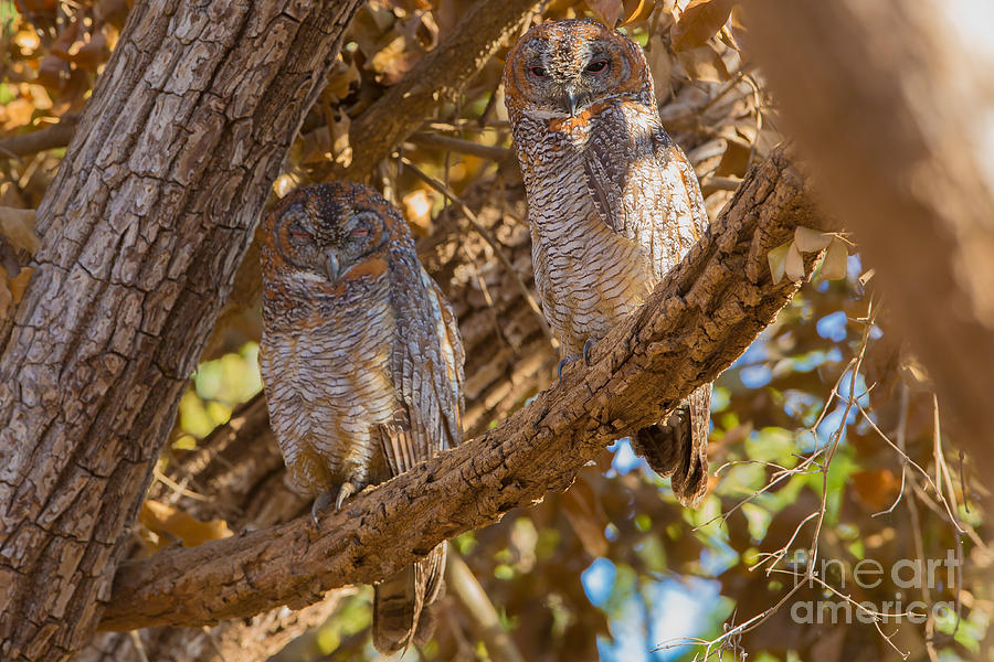 Owl Photograph - Mottled Wood Owls, India by B. G. Thomson