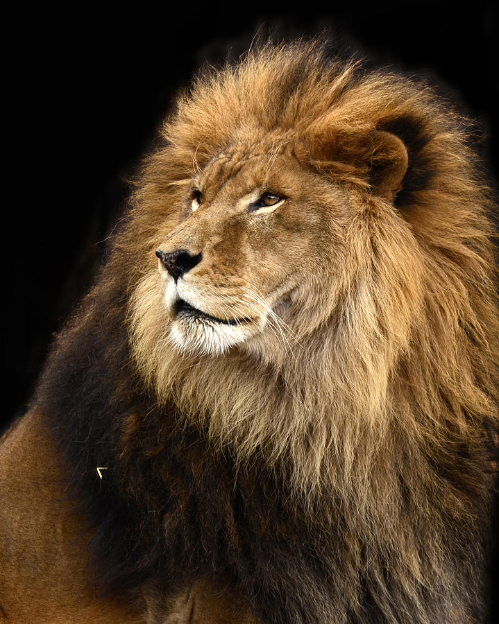 Moufasa The Lion Photograph by Ann Bridges