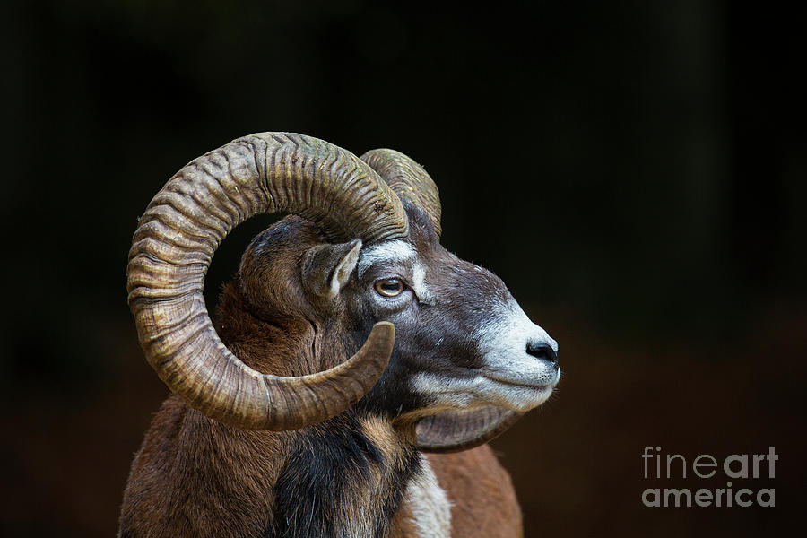 Mouflon Portrait Photograph by Arterra Picture Library