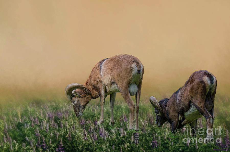 Mouflons Photograph - Mouflons in the Field by Eva Lechner