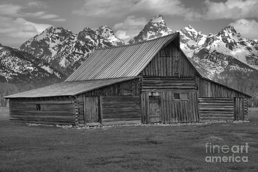 Moulton Barn Springtime Black And White Photograph by Adam Jewell