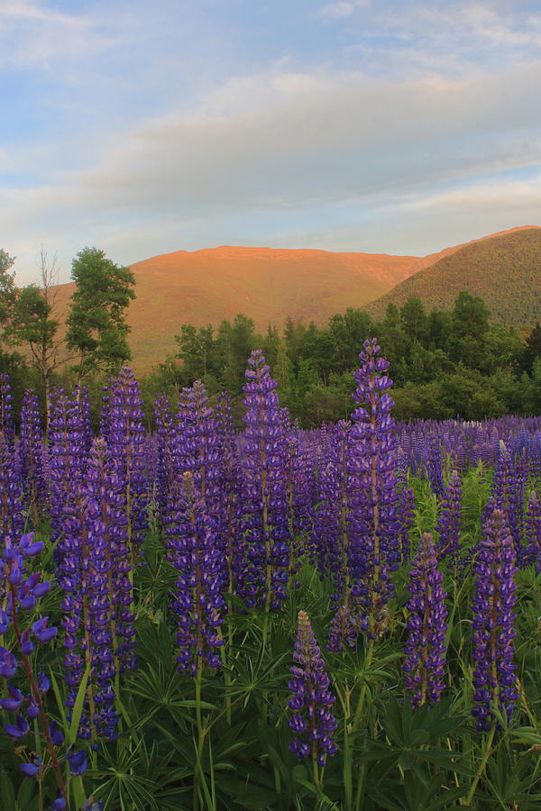 Mount Adams and Lupines Photograph by John Burk