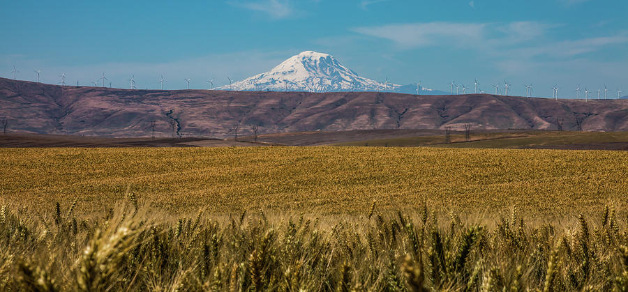 Mount Adams And Wheat Field Photograph