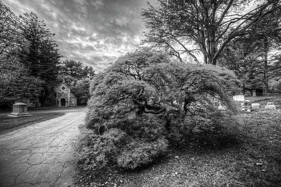Mount Auburn Cemetery Beautiful Japanese Maple Tree Orange Autumn Black and White Photograph by Toby McGuire