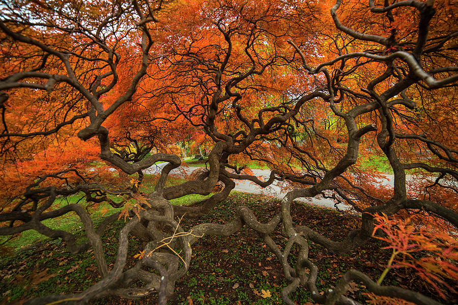 Cambridge Photograph - Mount Auburn Cemetery Beautiful Japanese Maple Tree Orange Autumn Colors Branches by Toby McGuire