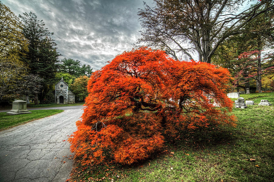 Mount Auburn Cemetery Beautiful Japanese Maple Tree Orange Autumn Colors Photograph by Toby McGuire