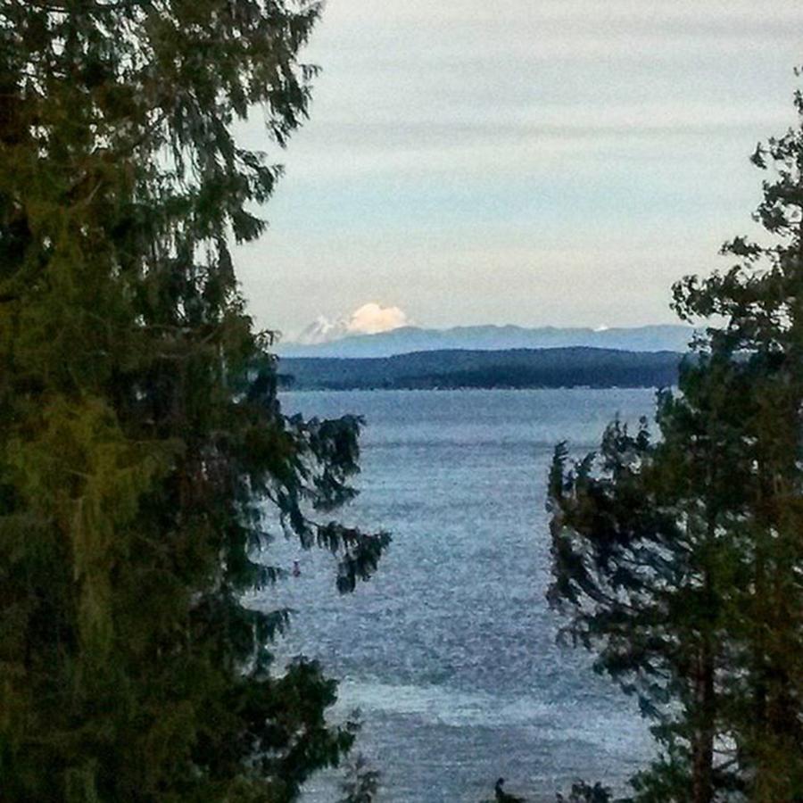 Pugetsound Photograph - Mount Baker Between Two Cedars. Totally by Courage Crawford