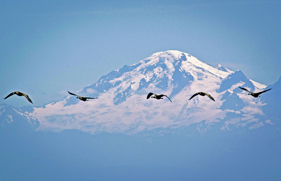Mount Baker Photograph - Mount Baker with Canada geese  by Rob Mclean