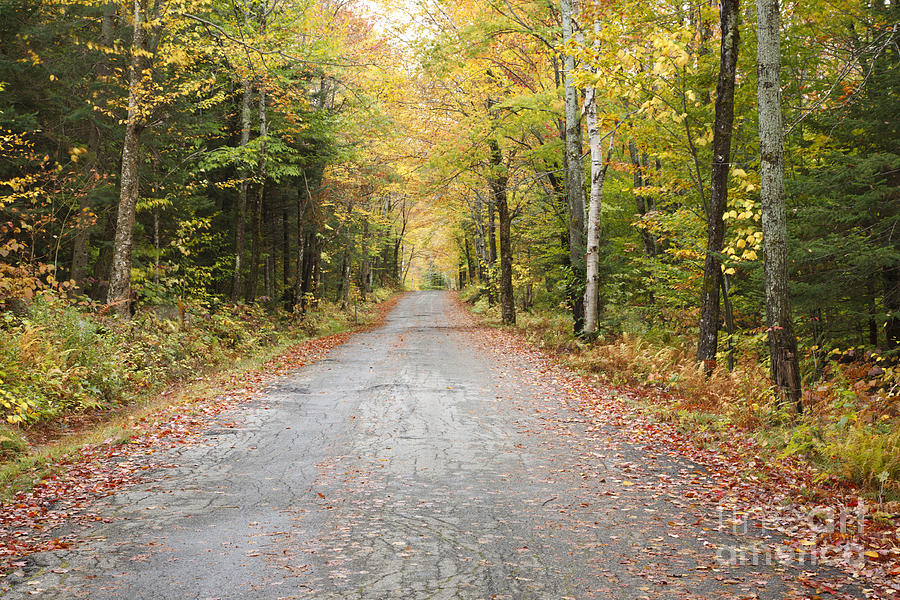 Mount Clinton Road - Beans Grant New Hampshire Photograph by Erin Paul Donovan