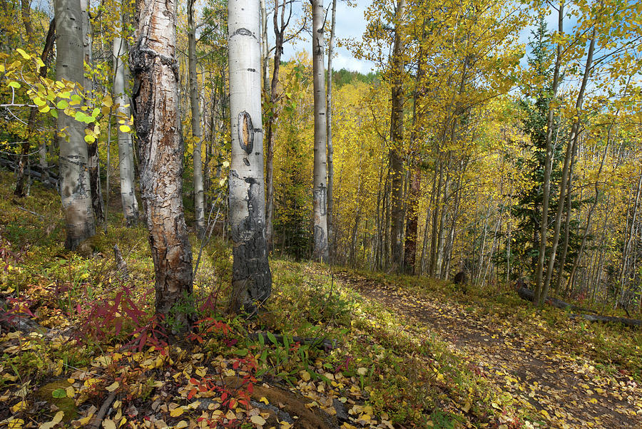 Mount Elbert Autumn Forest Photograph by Cascade Colors
