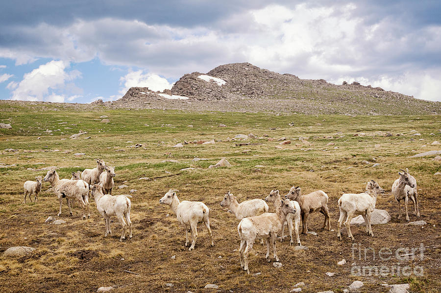 Animal Photograph - Mount Evans Bighorn Sheep by Priscilla Burgers