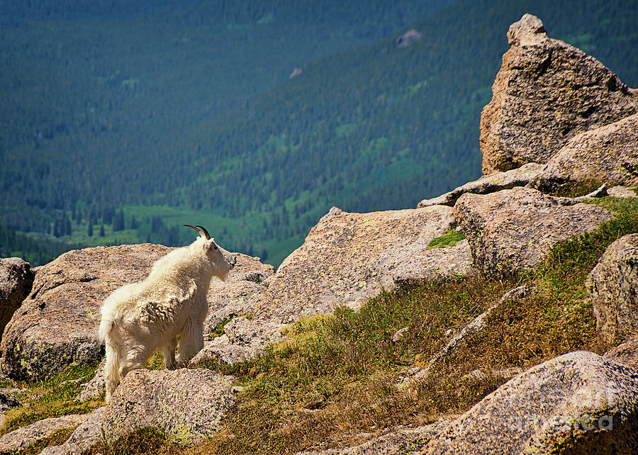 Mount Evans Mountain Goat Photograph by Priscilla Burgers