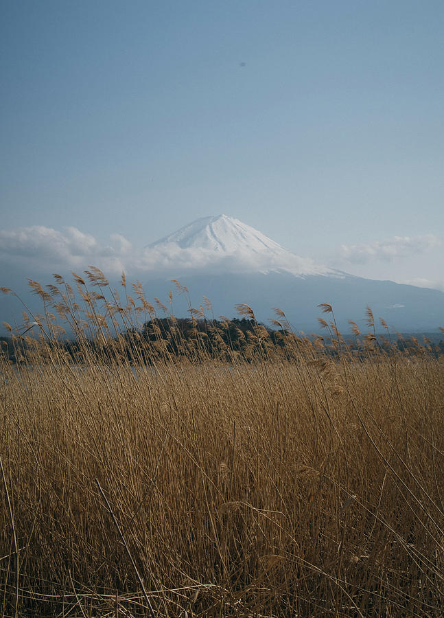 Nature Photograph - Mount Fuji by Yan Motta