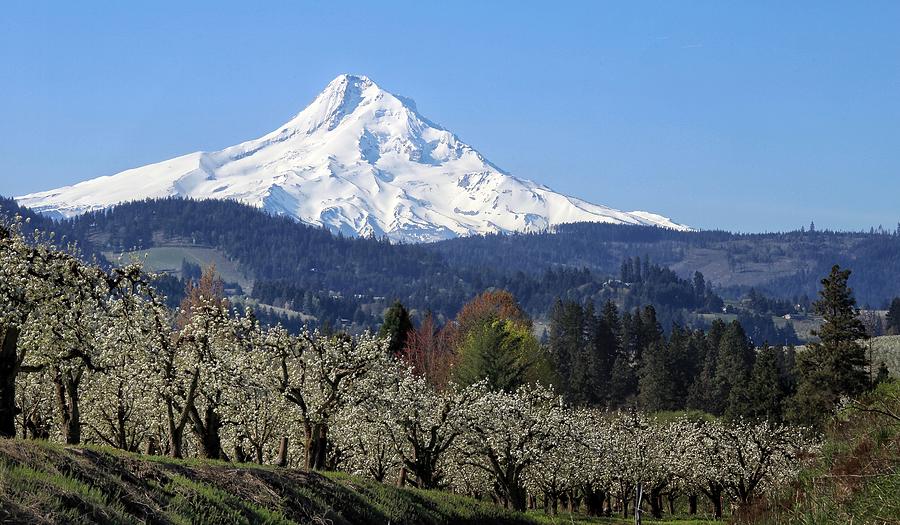 Mount Hood and pear blossoms Photograph by Lynn Hopwood