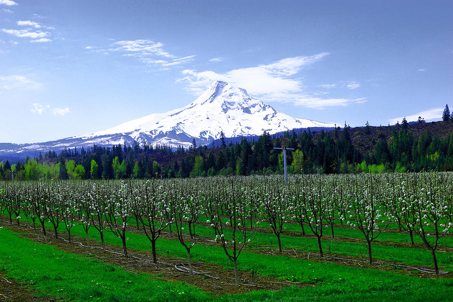 Mountain Photograph - Mount Hood Behind orchard blossoms by Jeff Swan