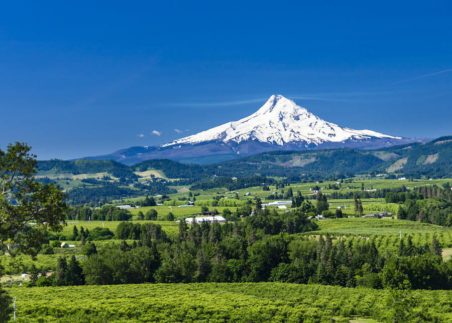 Mount Hood with orchards Photograph by John Trax - Fine Art America