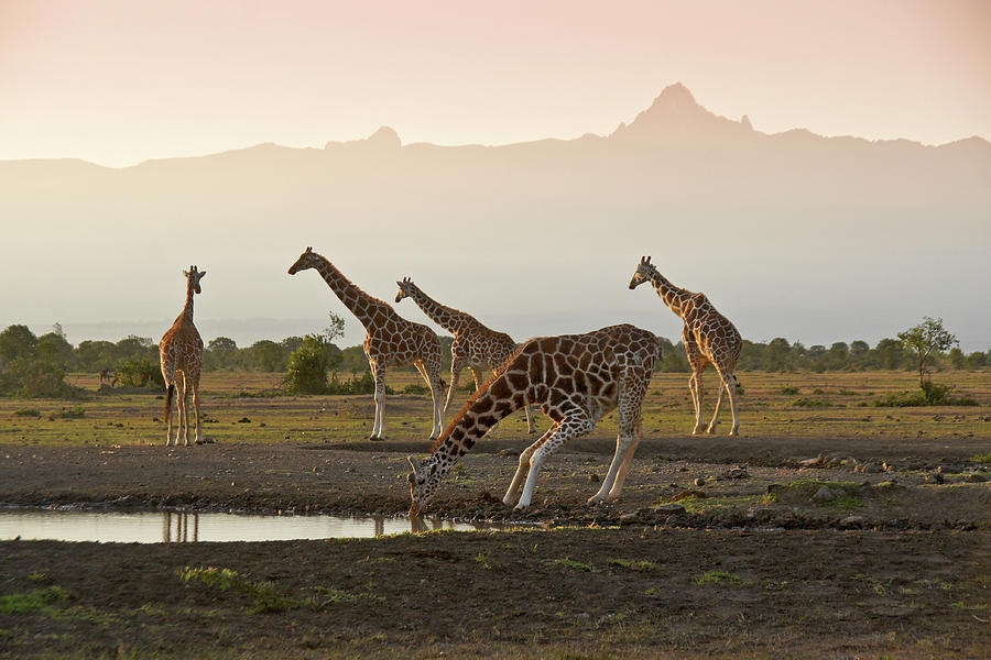 Mount Kenya with Giraffes Photograph by Michele Burgess