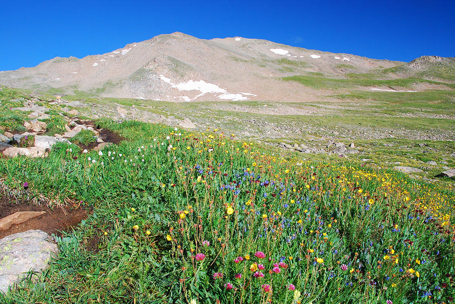 Mount Massive Photograph by Cascade Colors