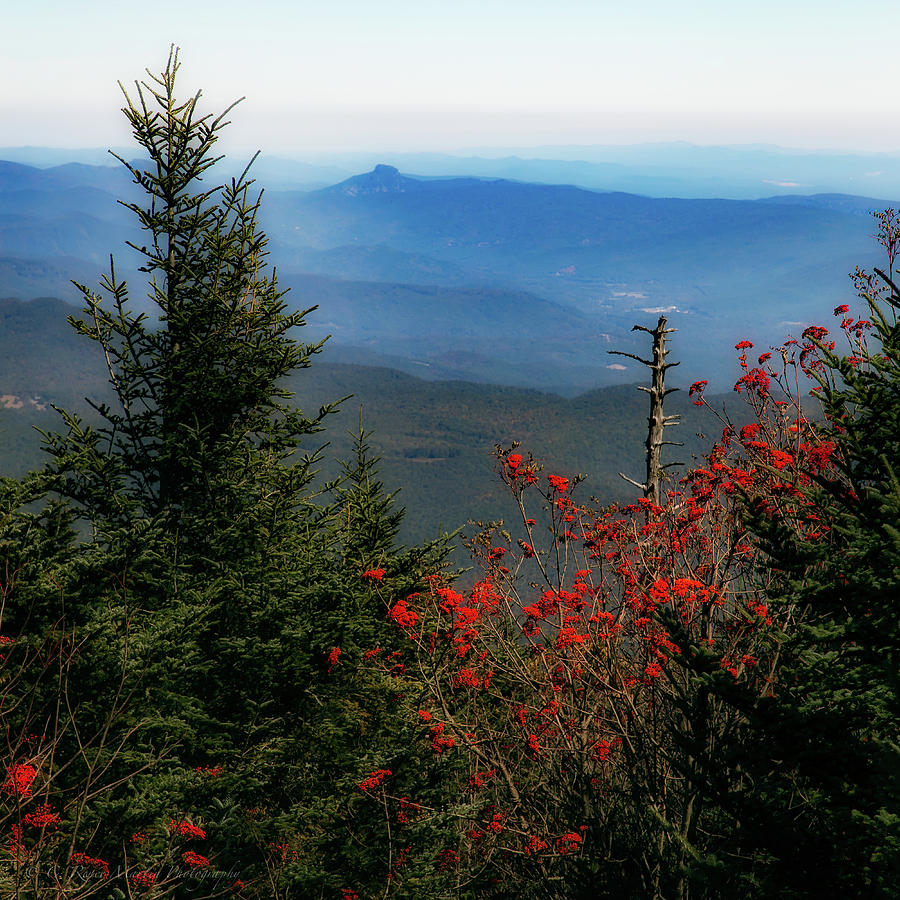 Mount Mitchell View Photograph by C  Renee Martin