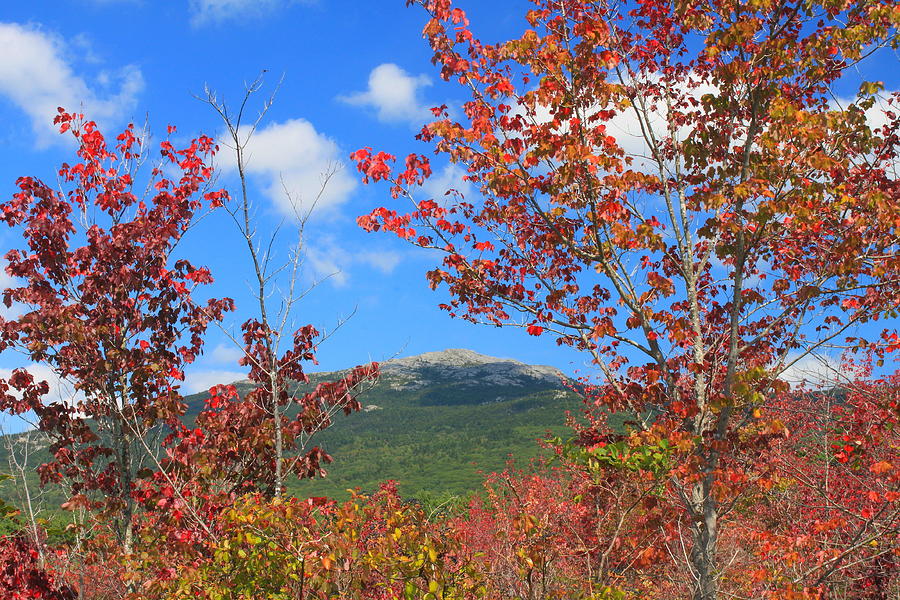Fall Photograph - Mount Monadnock Red Maple Foliage by John Burk