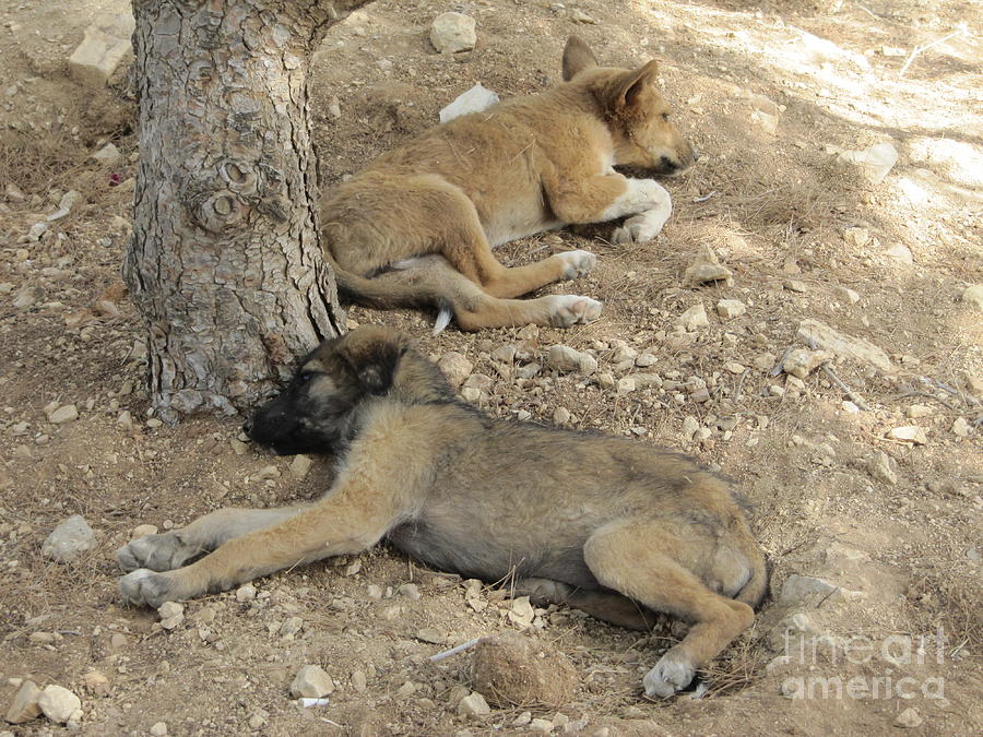Mount Nebo Pups Photograph by Donna L Munro