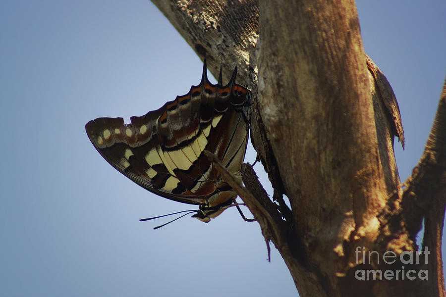 Mount Ngungun Butterfly Photograph by Cassandra Buckley