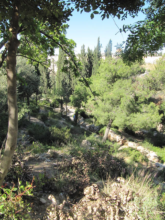 Mount of Olives Paths Photograph by Donna L Munro
