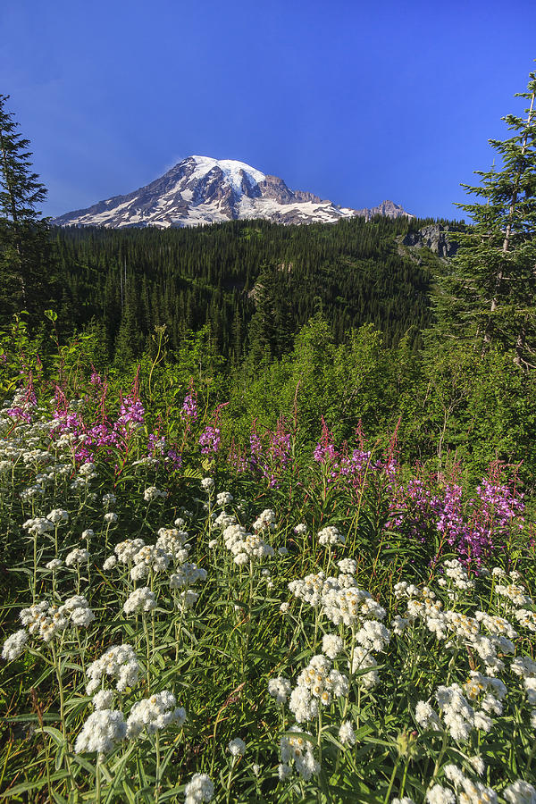 Flower Photograph - Mount Rainier by Adam Romanowicz