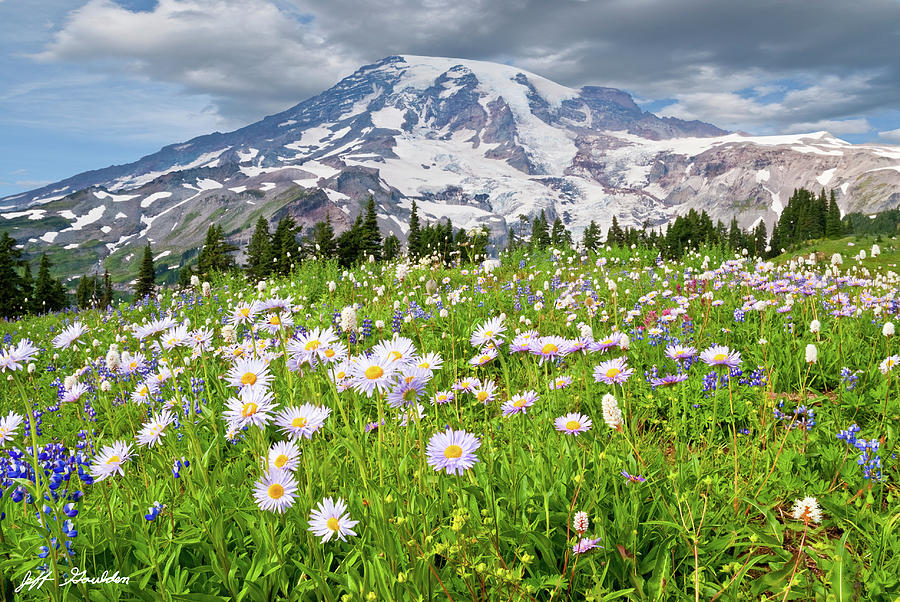 Mount Rainier and a Meadow of Aster Photograph by Jeff Goulden