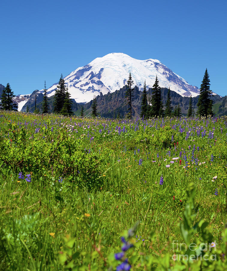 Mount Rainier during the wildflower season Photograph by Bruce Block