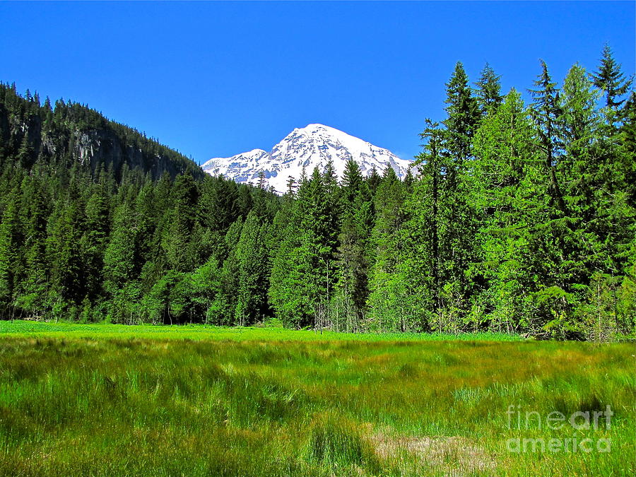 Mount Rainier meadow Photograph by Sean Griffin