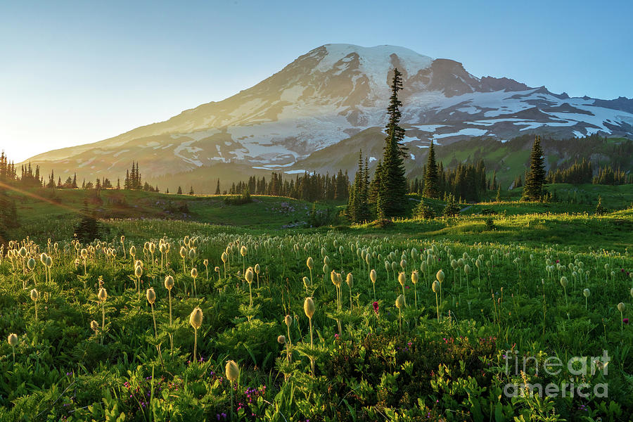 Mount Rainier Photography Golden Meadows Of Wildflowers Photograph