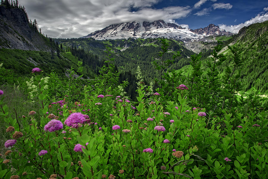 Mount Rainier National Park Photograph - Mount Rainier by Rick Berk