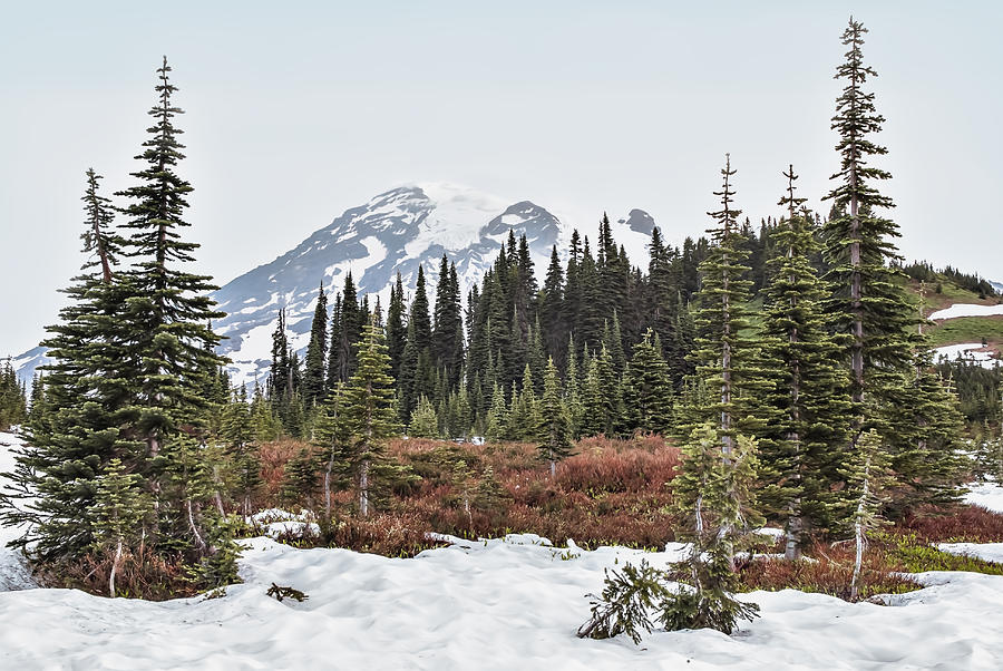Mount Rainier in July Photograph by John Christopher