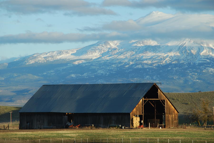 Barn Photograph - Mount Shasta by Carol Eliassen