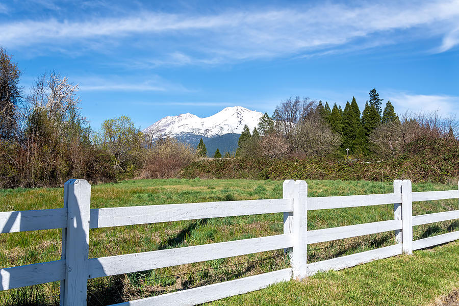 Mount Shasta View Photograph by Janet  Kopper
