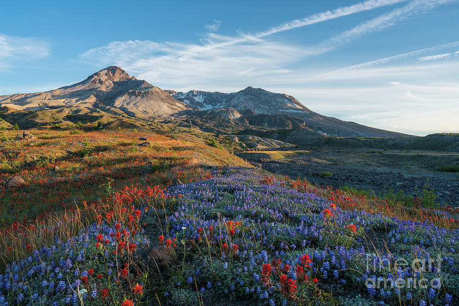 Mount St Helens Fields of Spring Wildflowers Photograph by Mike Reid